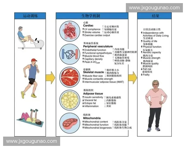 运动生理视角下探讨人体机能适应性变化与健康促进机制研究
